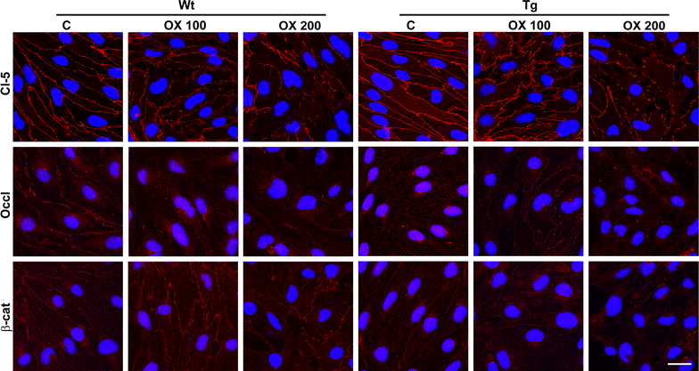 Figure 7