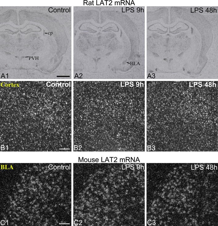 Fig. 7