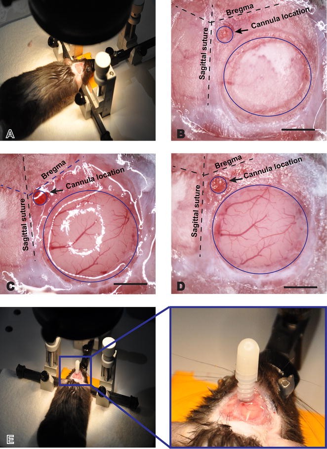 Fig. 2