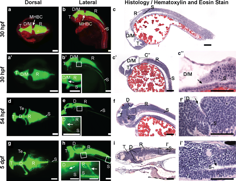 Fig. 2