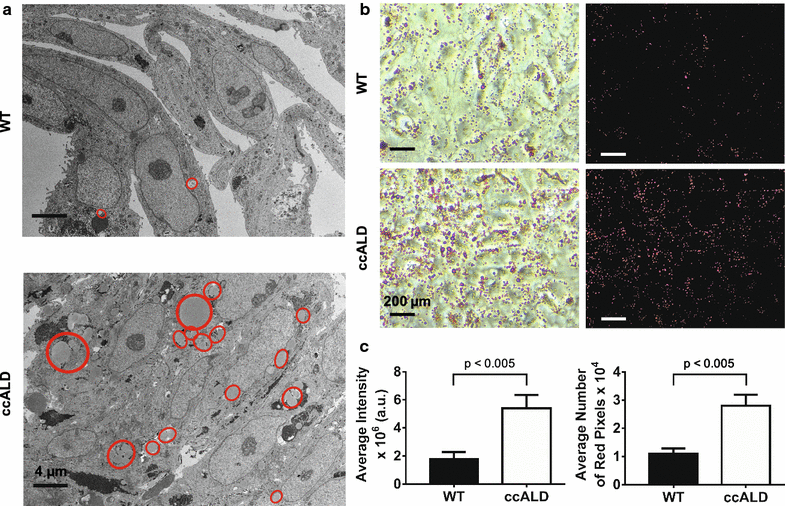 Fig. 3