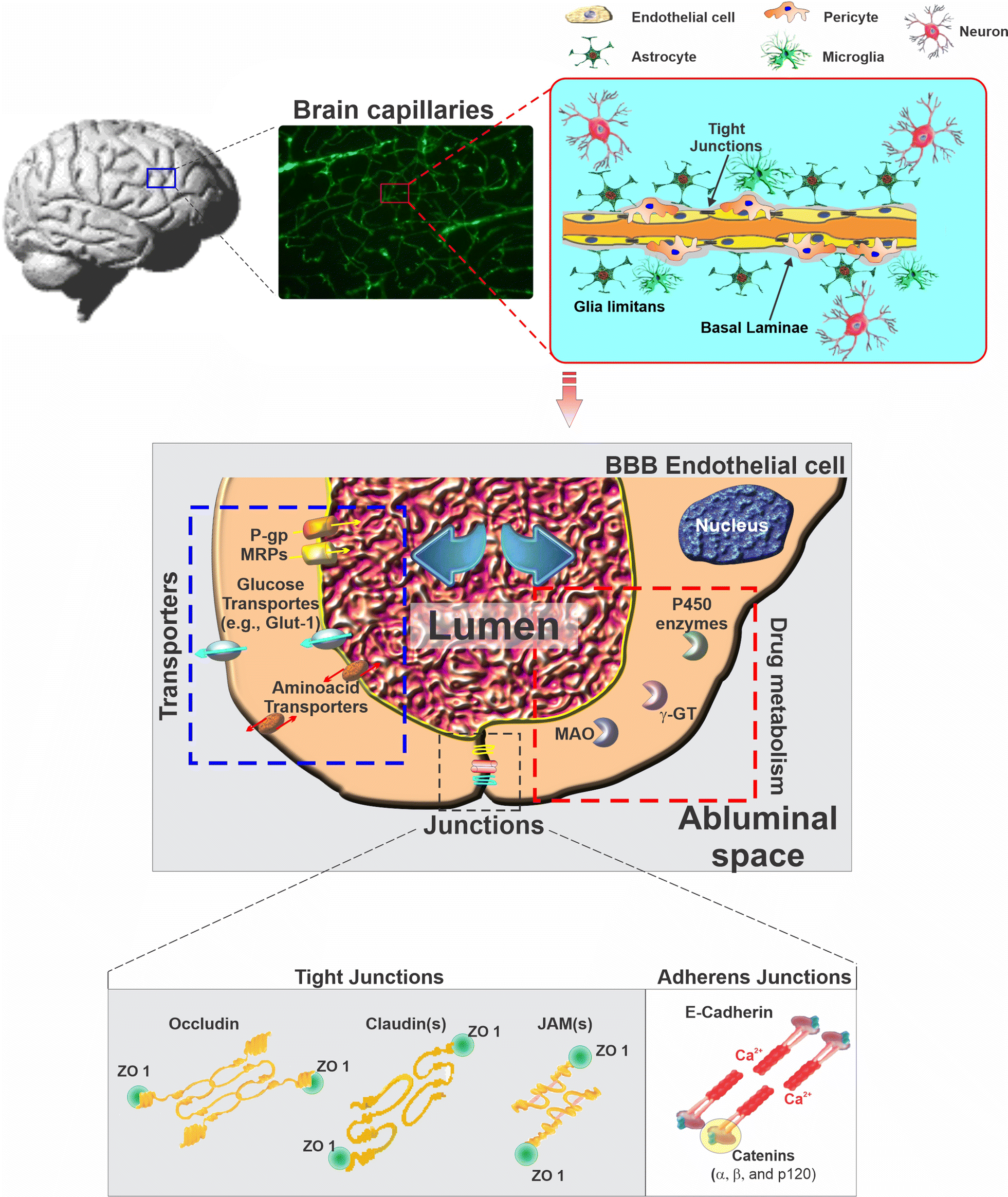 Fig. 1