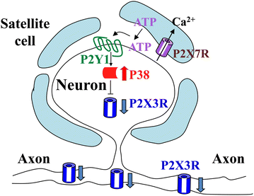 Fig. 7