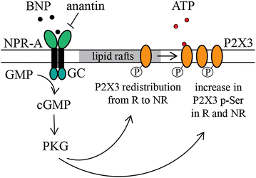 Fig. 9