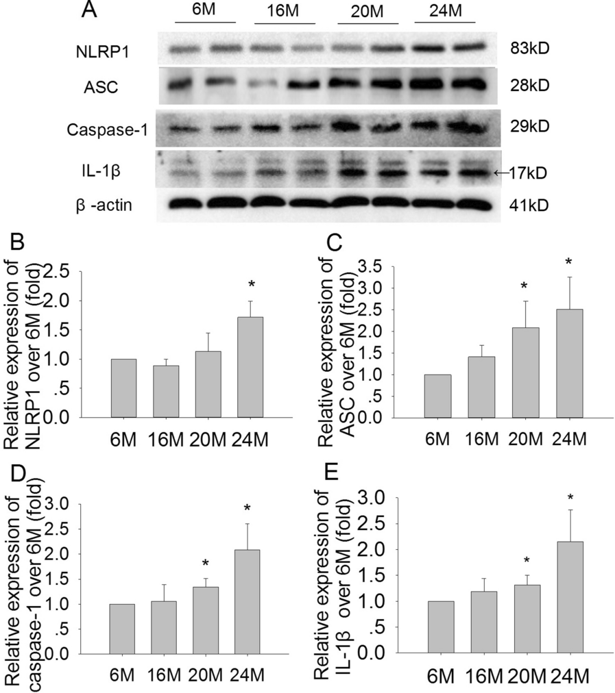 Fig. 6