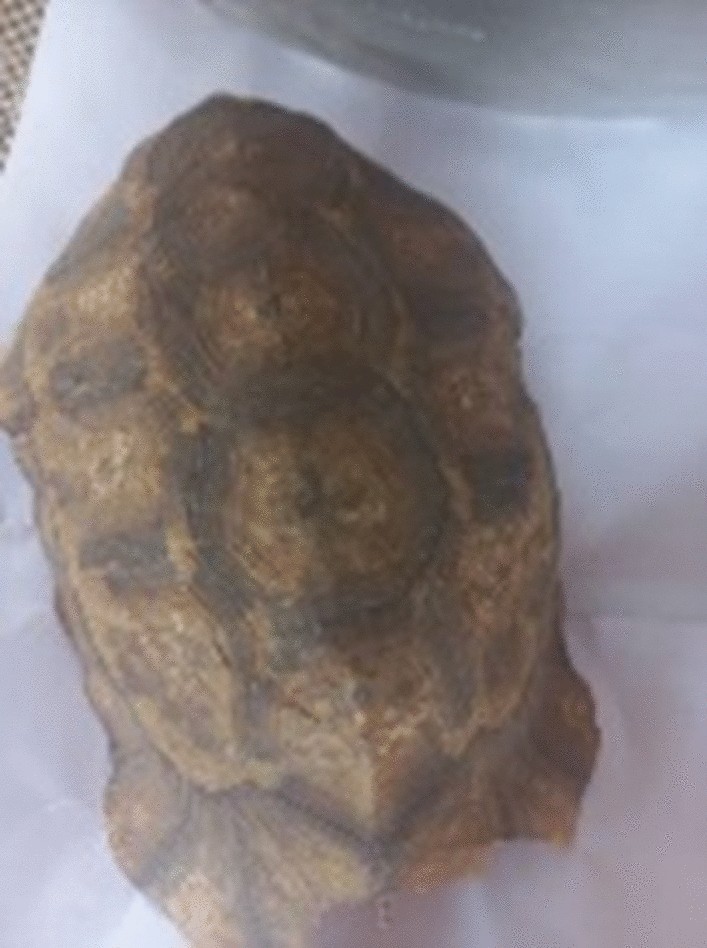 Fig. 8