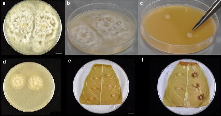 Fig. 7