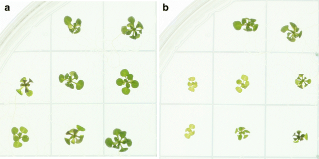 Fig. 7