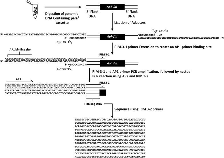 A Robust Protocol For Efficient Generation And Genomic