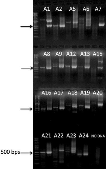 Fig. 7