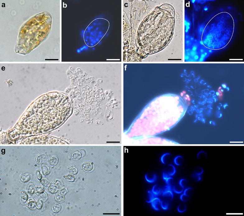 Fig. 2