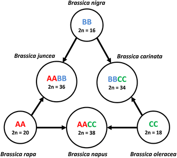 brassière triangle