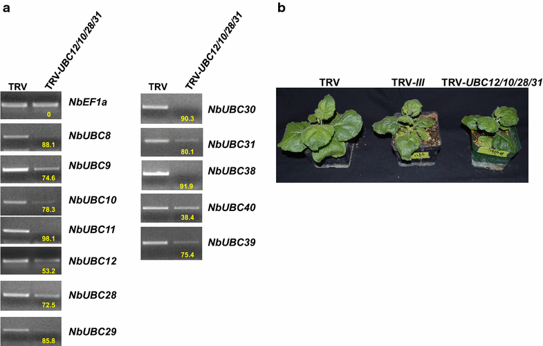 Fig. 6