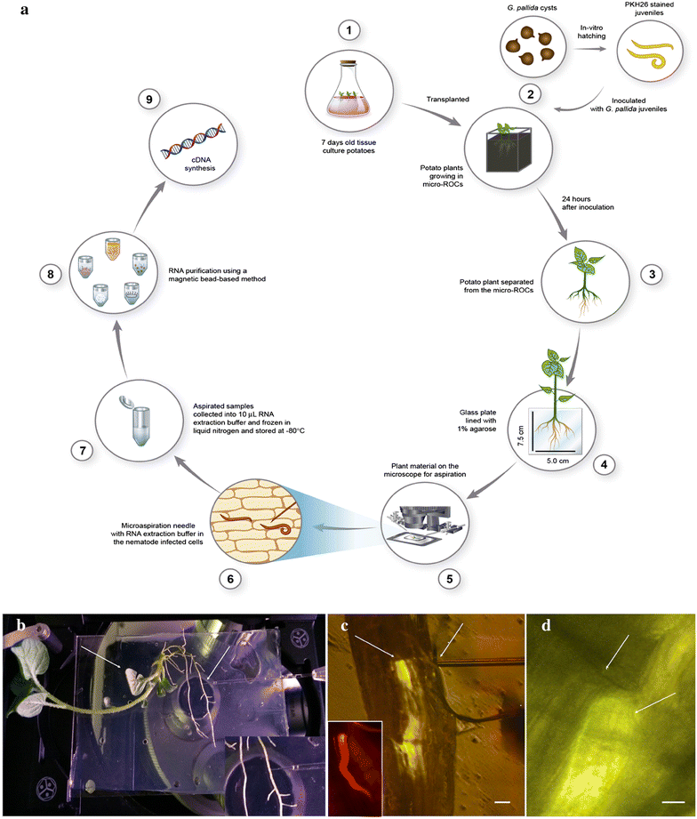 Fig. 1