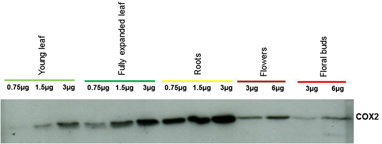 Fig. 7