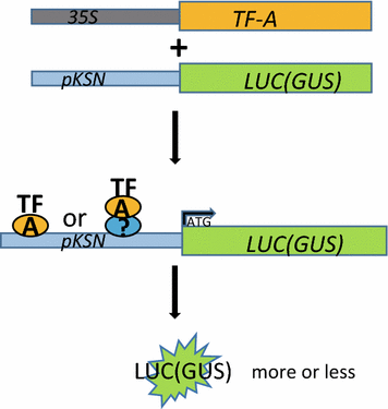 Fig. 6