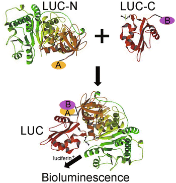 Fig. 8