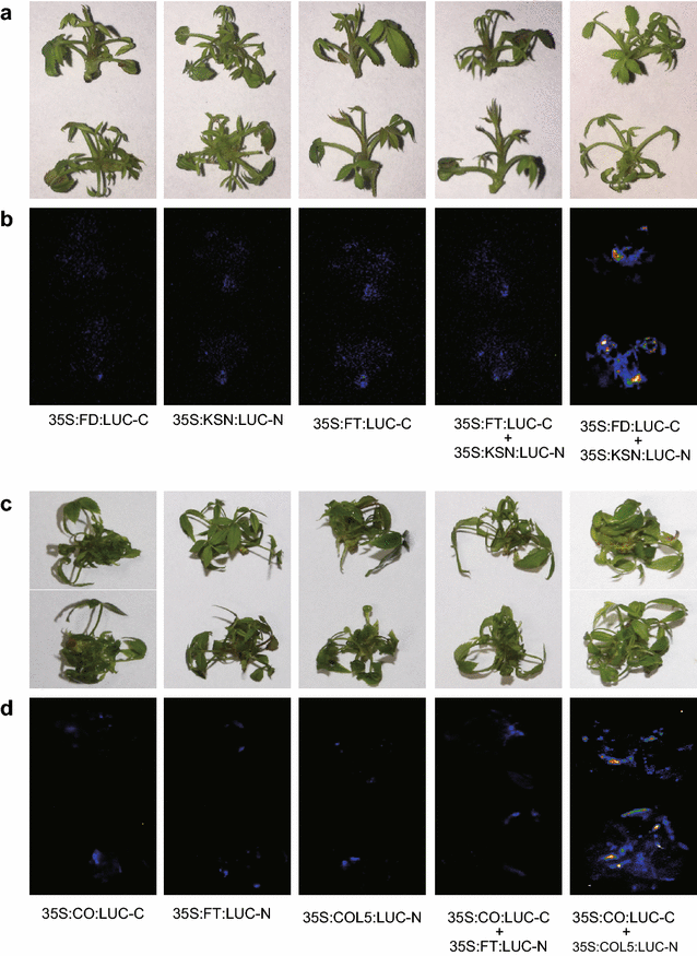 Fig. 9