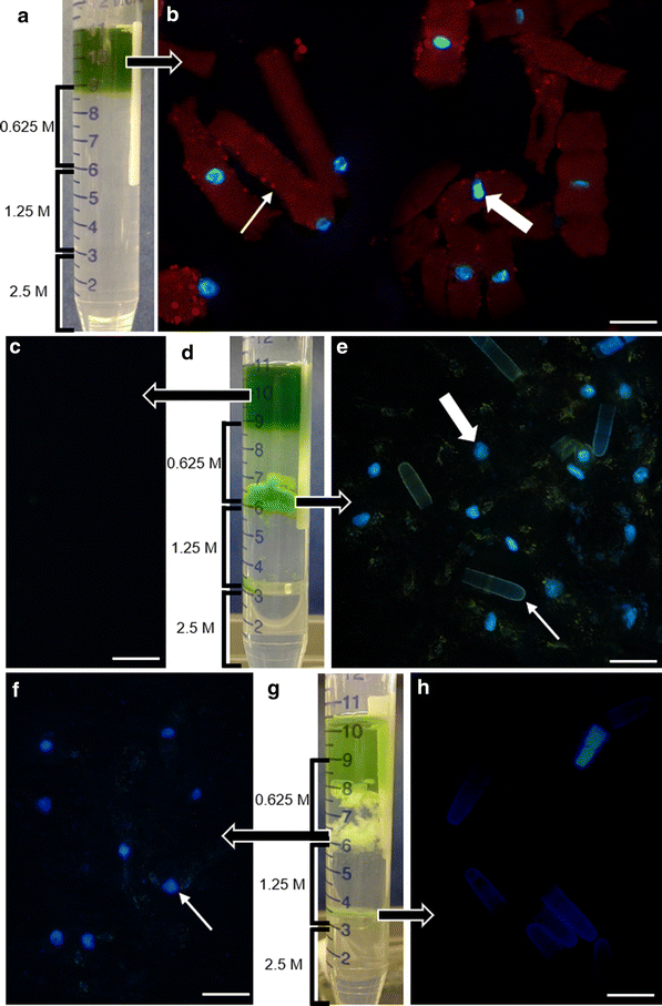 Fig. 8