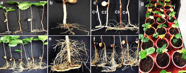 Fig. 3