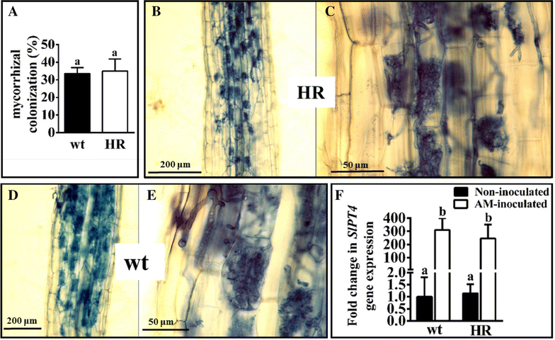 Fig. 6