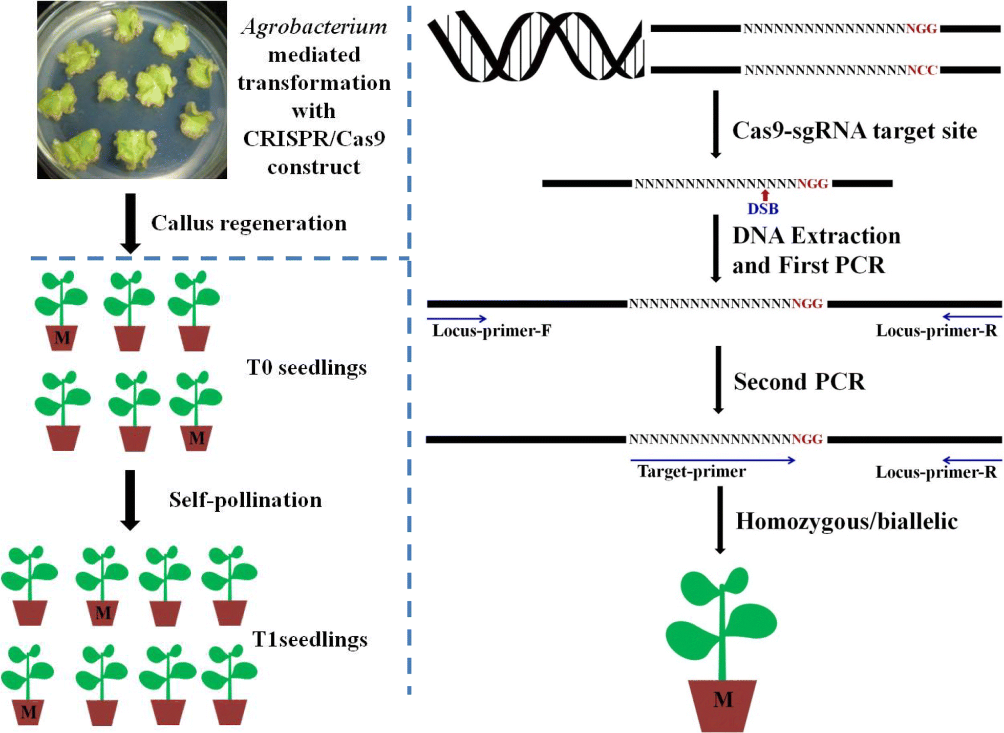 Method of determination. Трансформация агробактерий. Секвенирование максама Гилберта. Gene Mutation in Plants. First PCR.