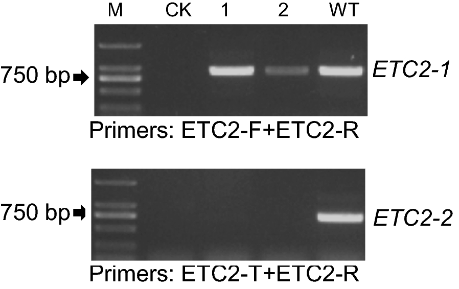 Fig. 6