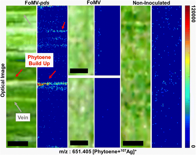 Fig. 6