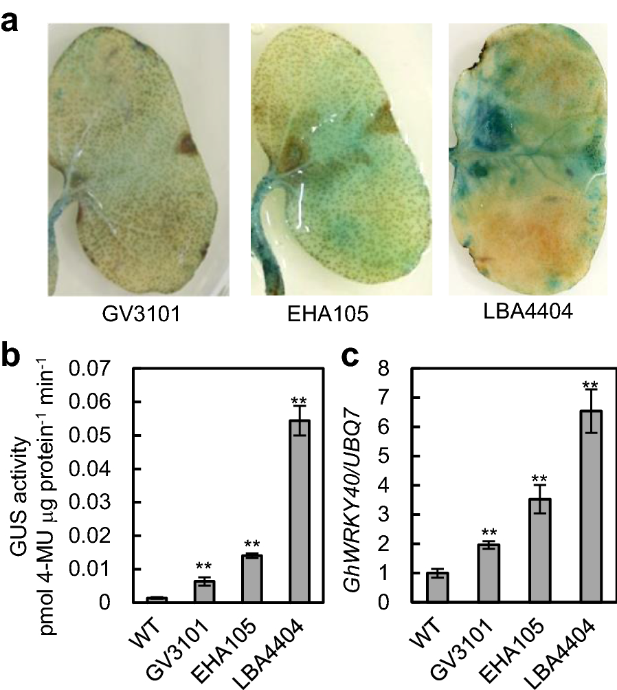 Fig. 2