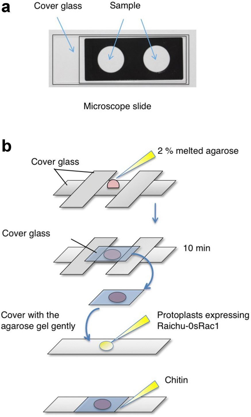 Fig. 4