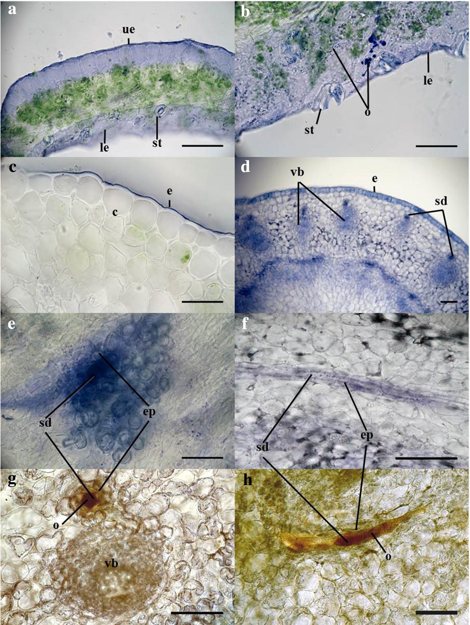 Fig. 8