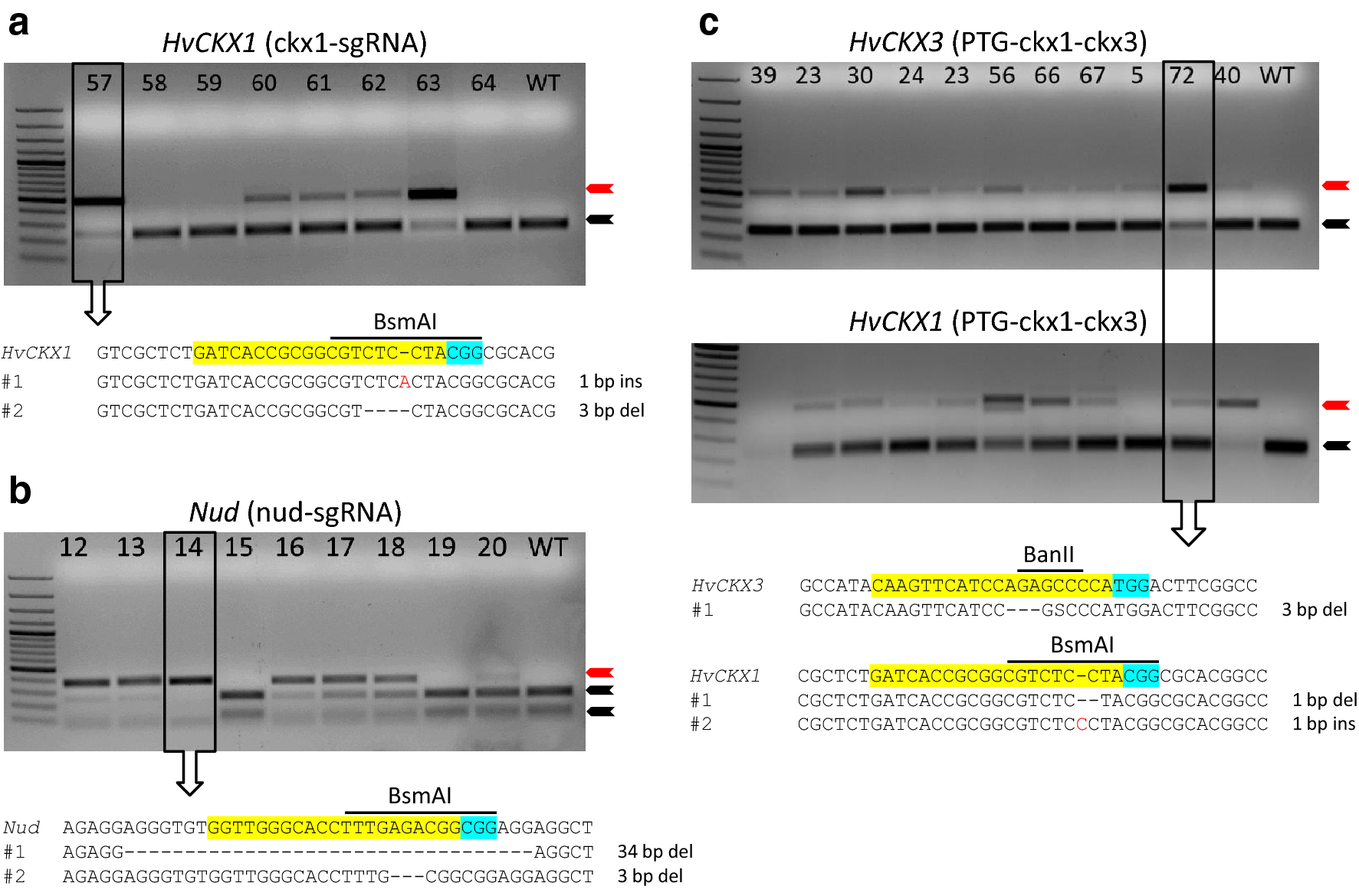 Fig. 2