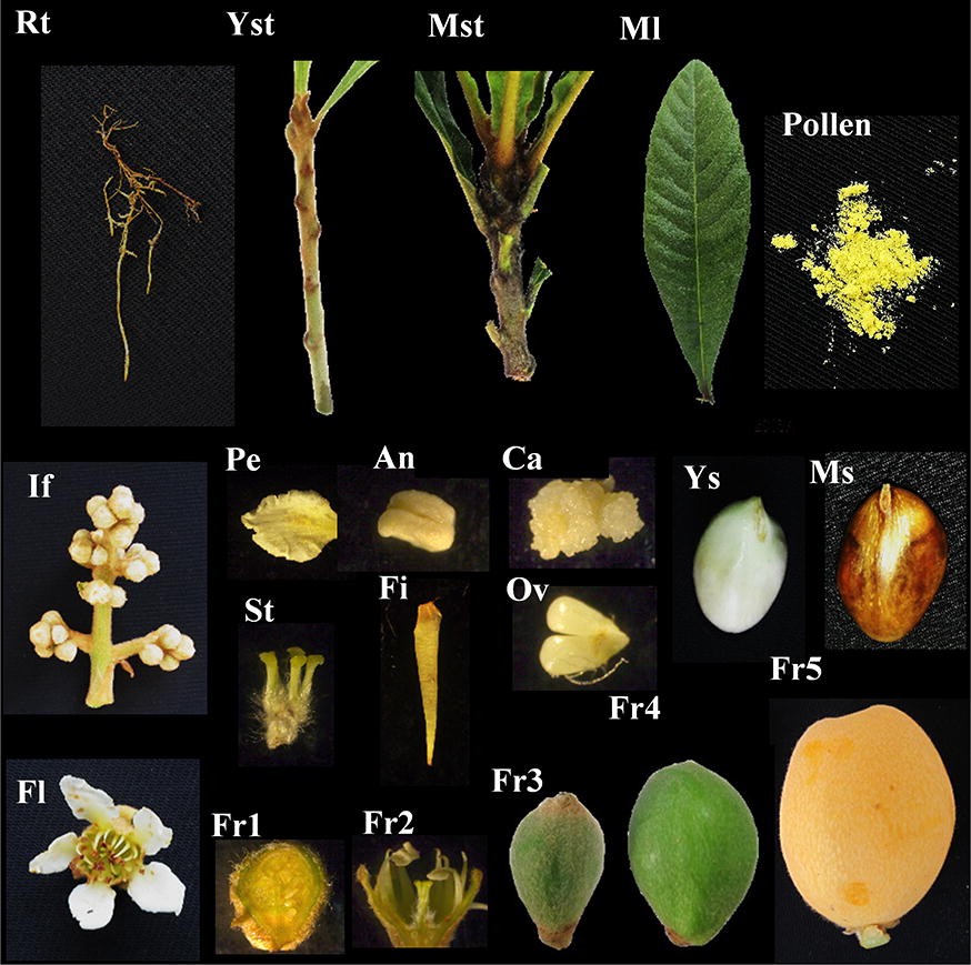 Fig. 2