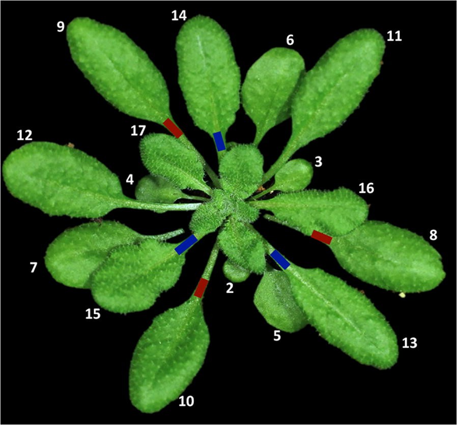 Fig. 1