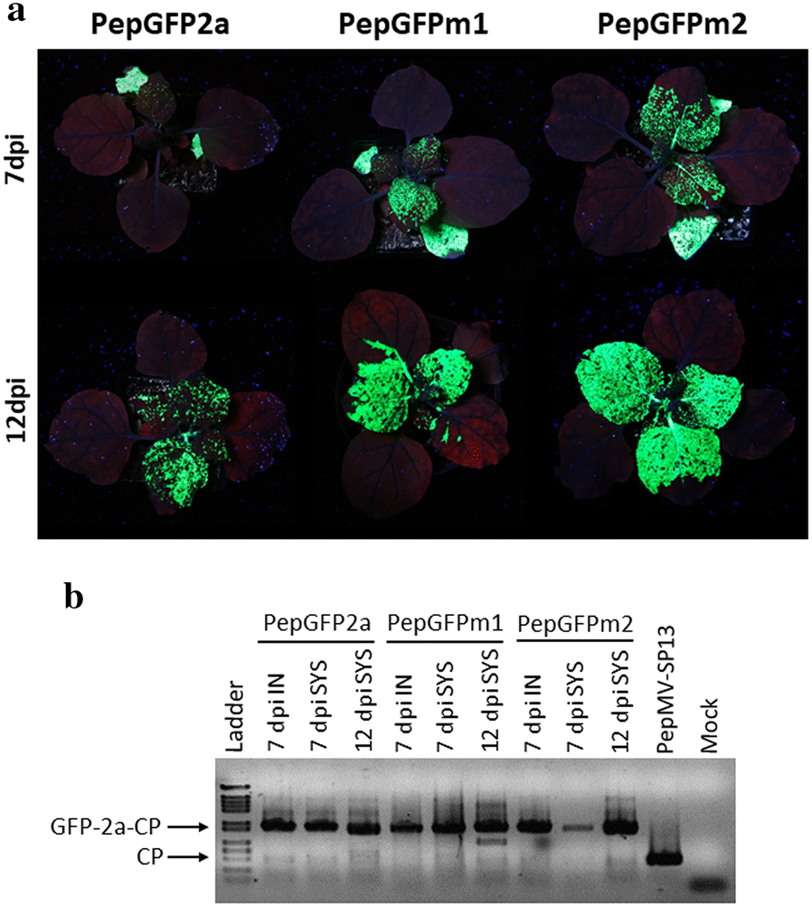 Fig. 2