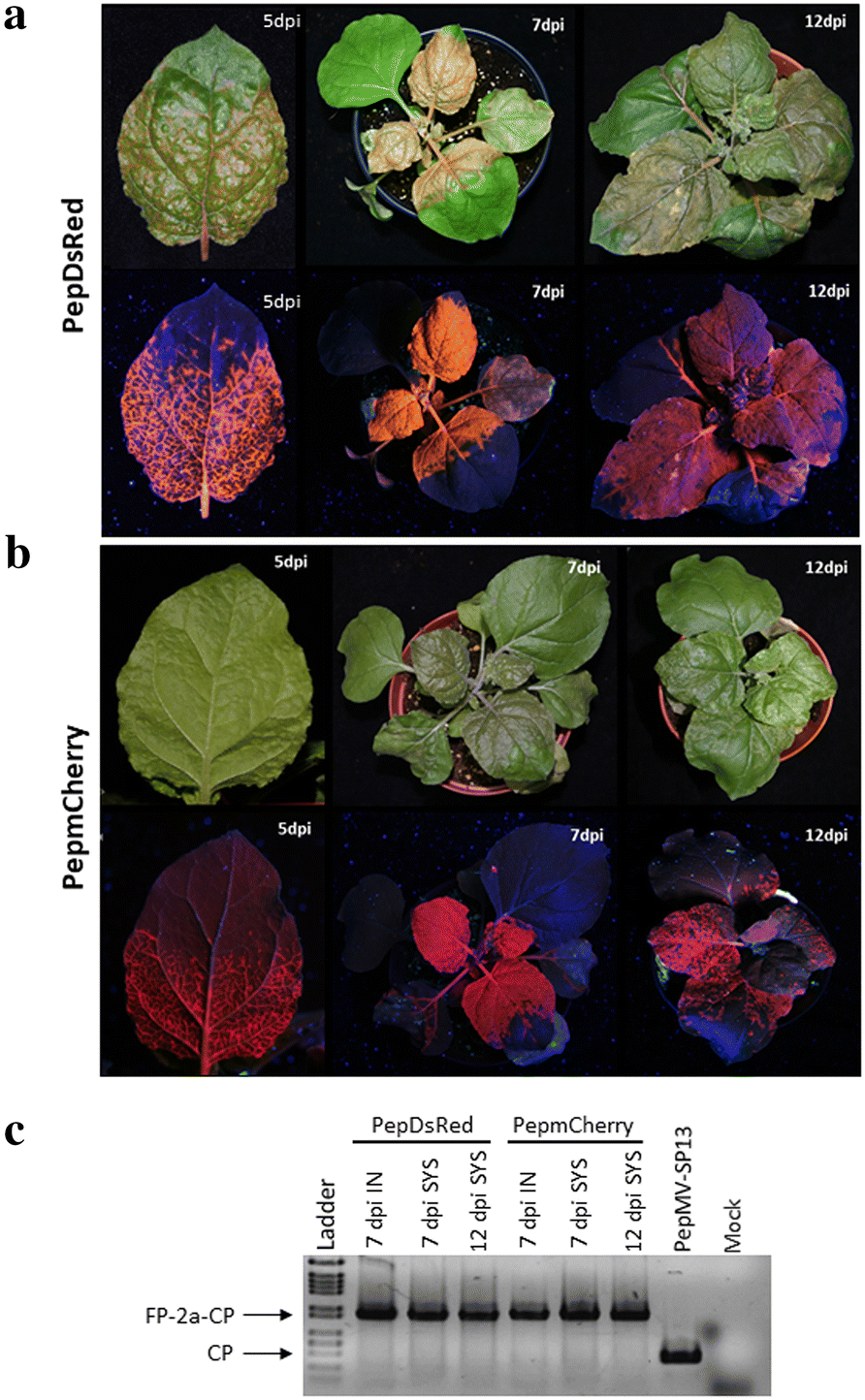 Fig. 4