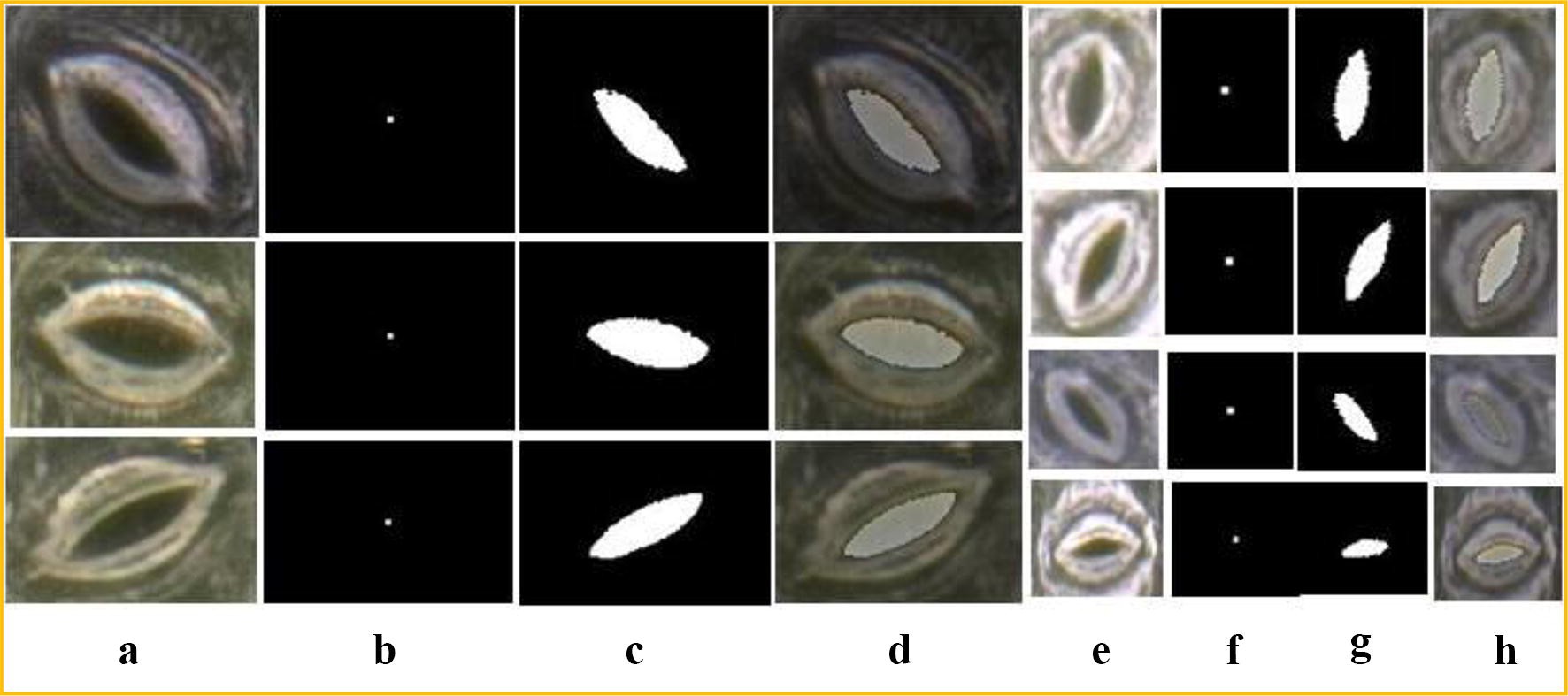 Fig. 7