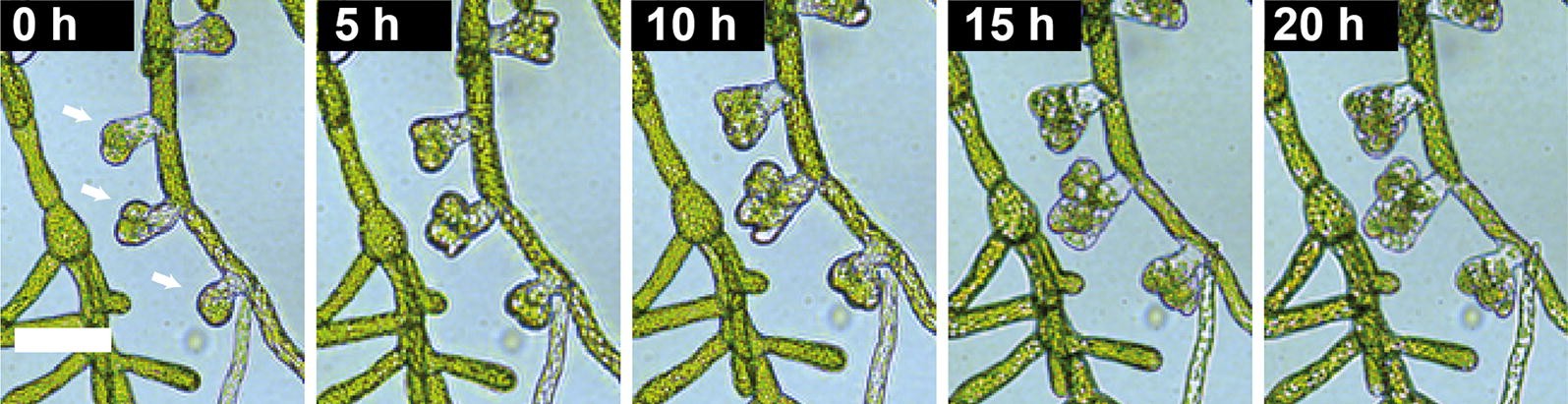 Fig. 7