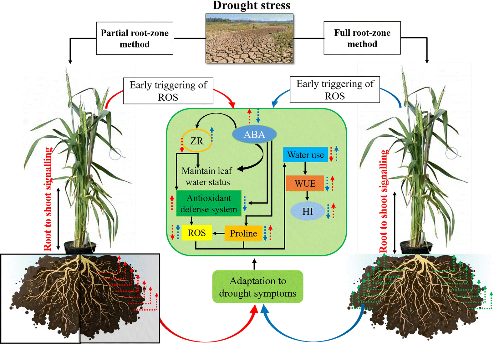 Fig. 7