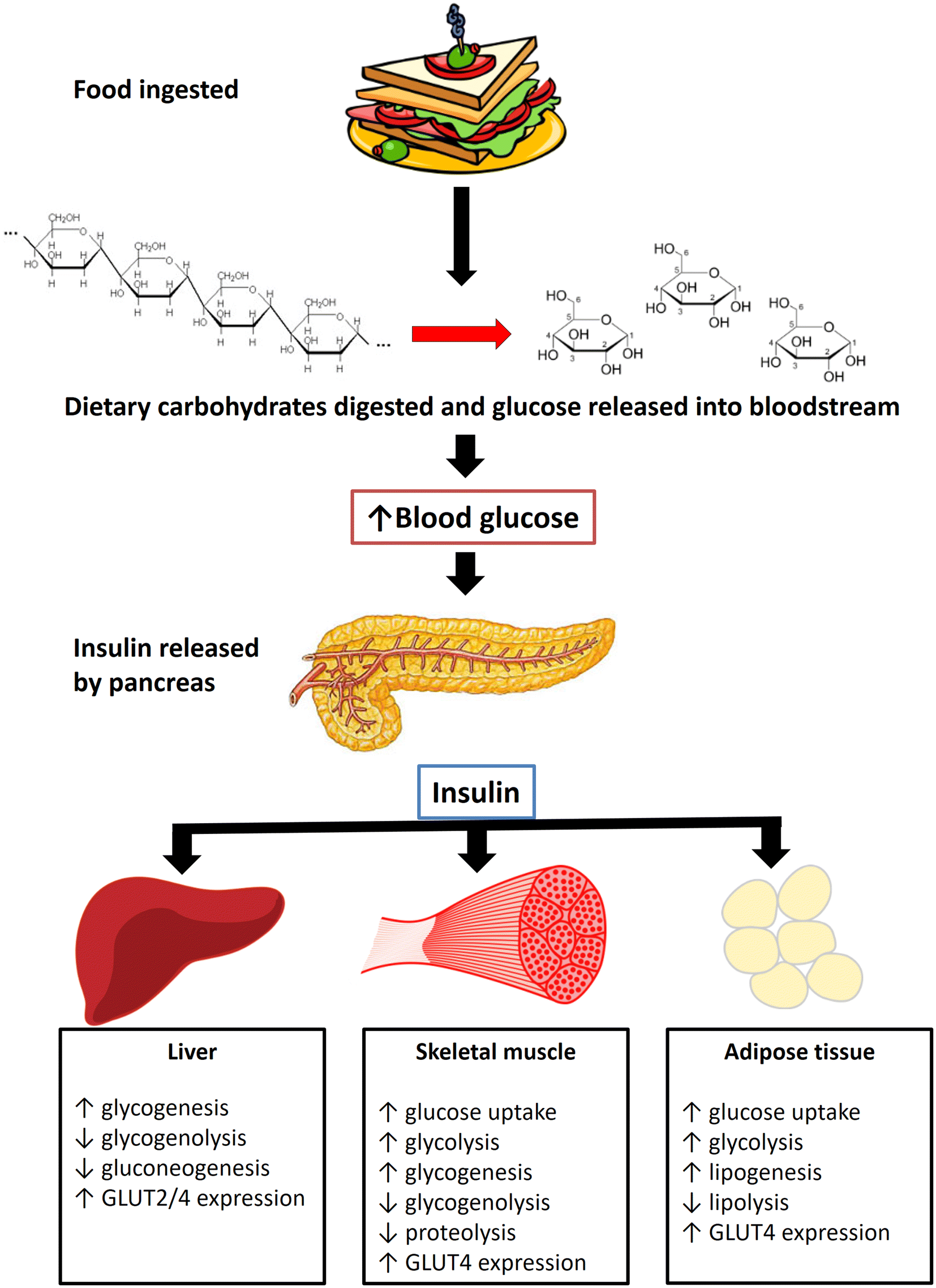 Fig. 4