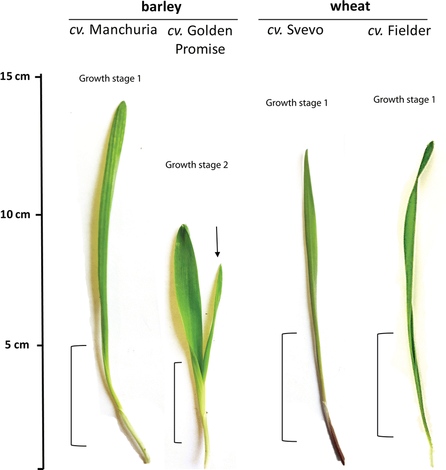 barley vs wheat plant