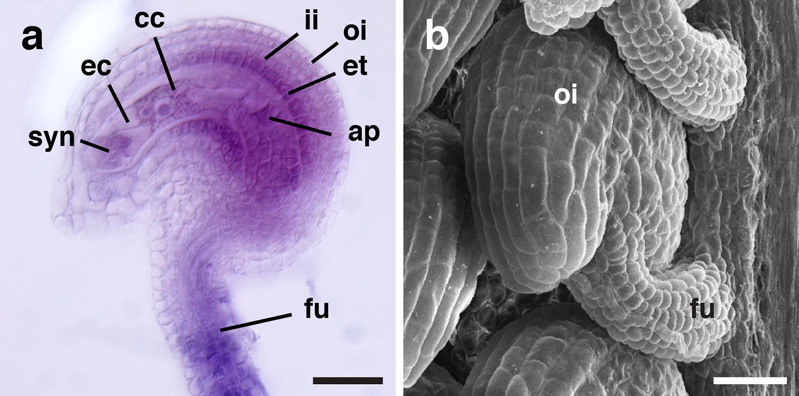 Fig. 1