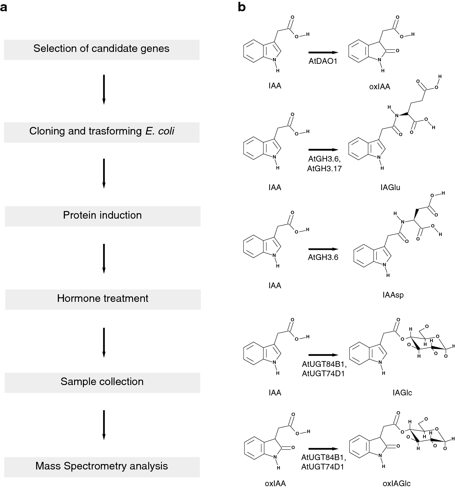 Fig. 1