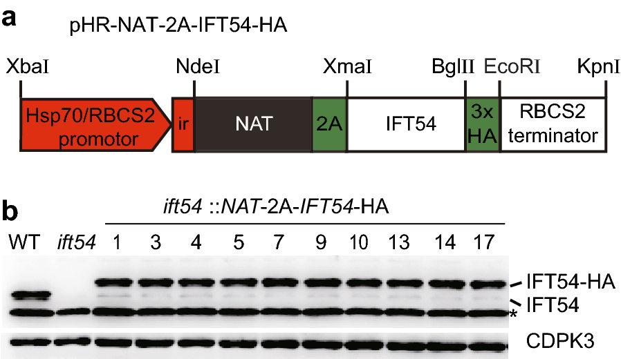 Fig. 6