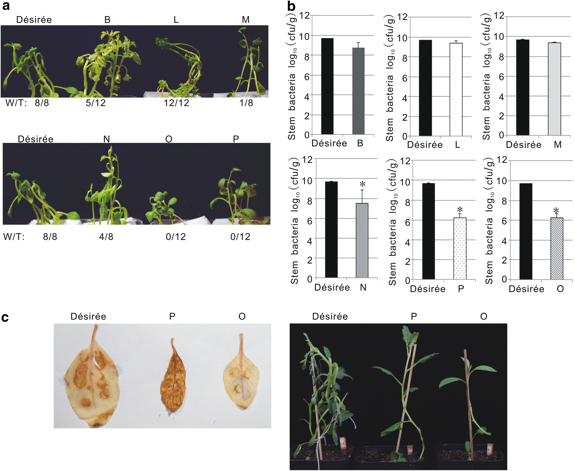 Fig. 8