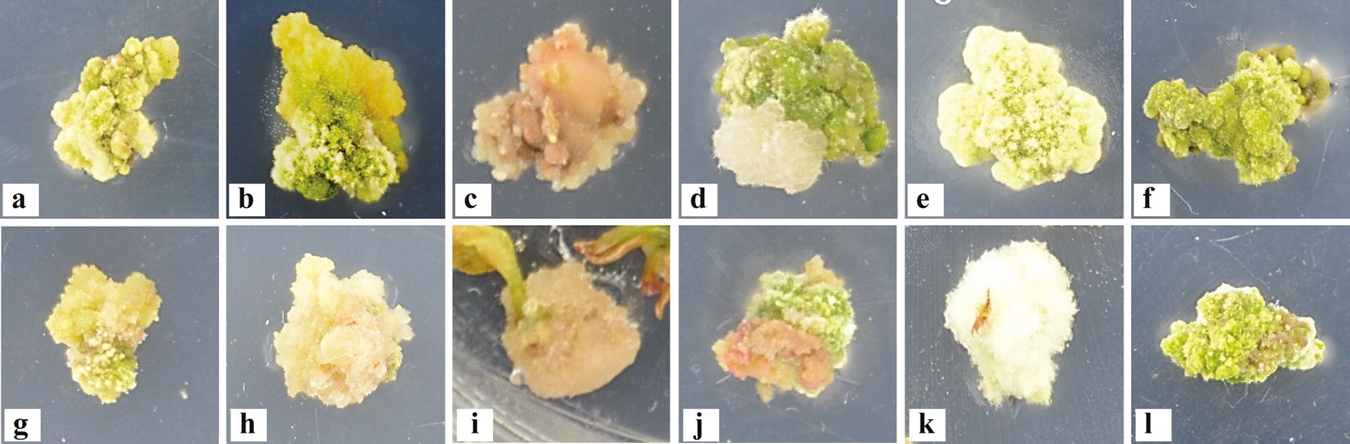 Fig. 2