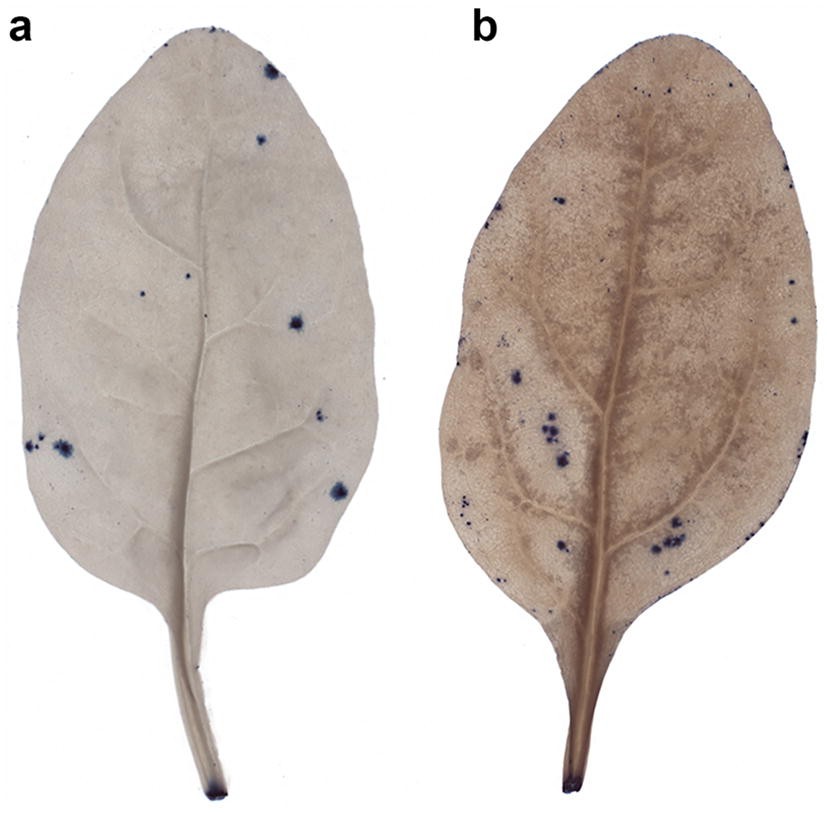 Fig. 3