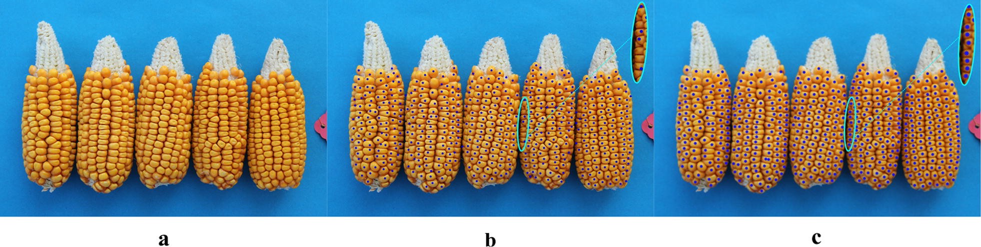 Fig. 15