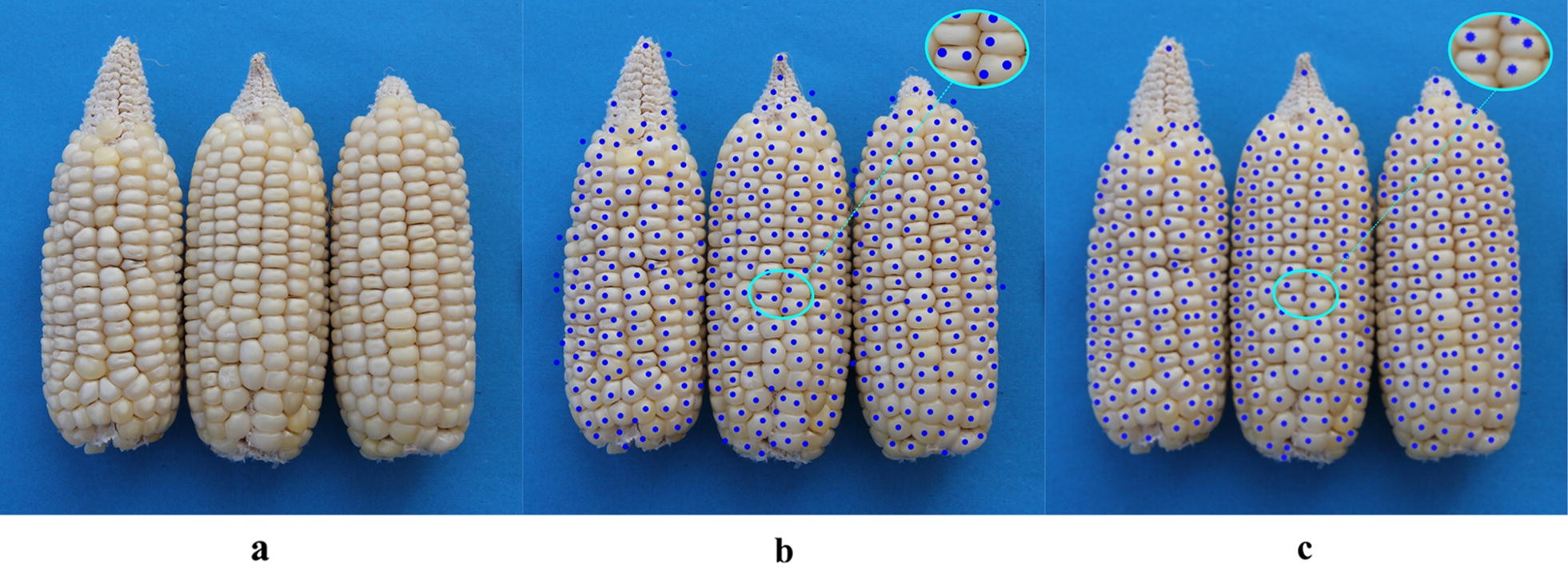 Fig. 19