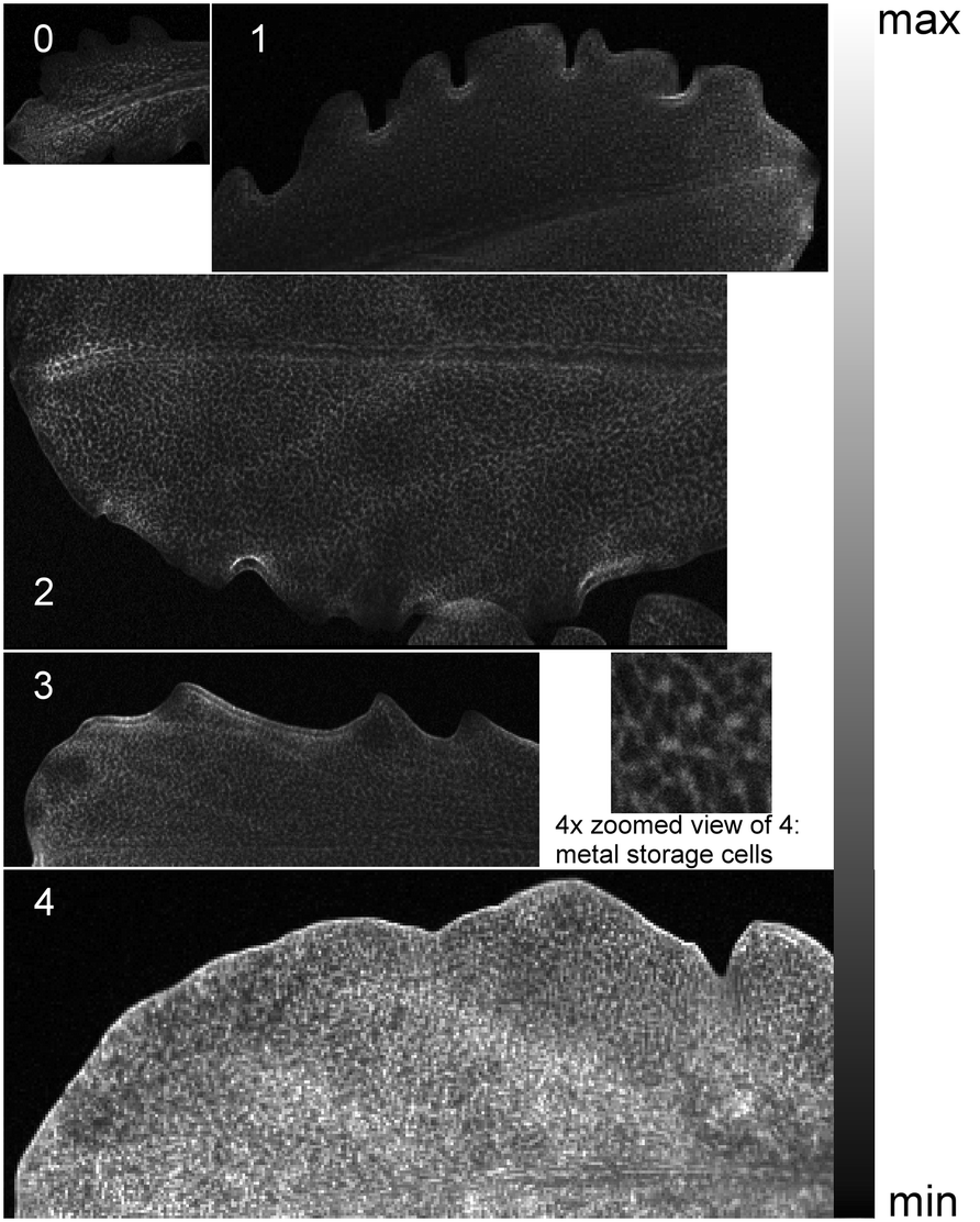 Fig. 7